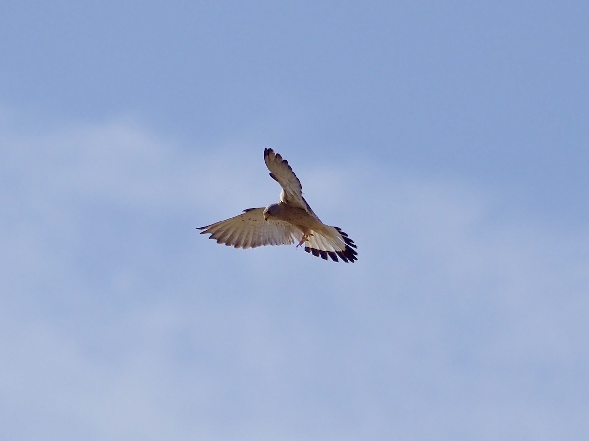 Lesser Kestrel - ML637603023