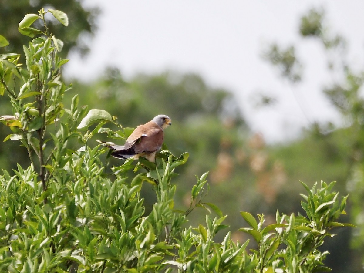 Lesser Kestrel - ML637603025