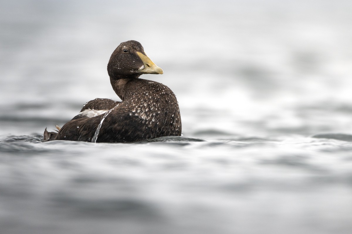 Common Eider - ML637603068