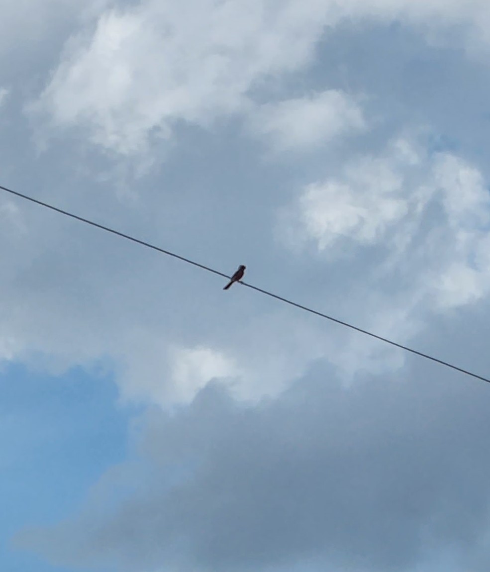 Pyrrhuloxia - ML637603069