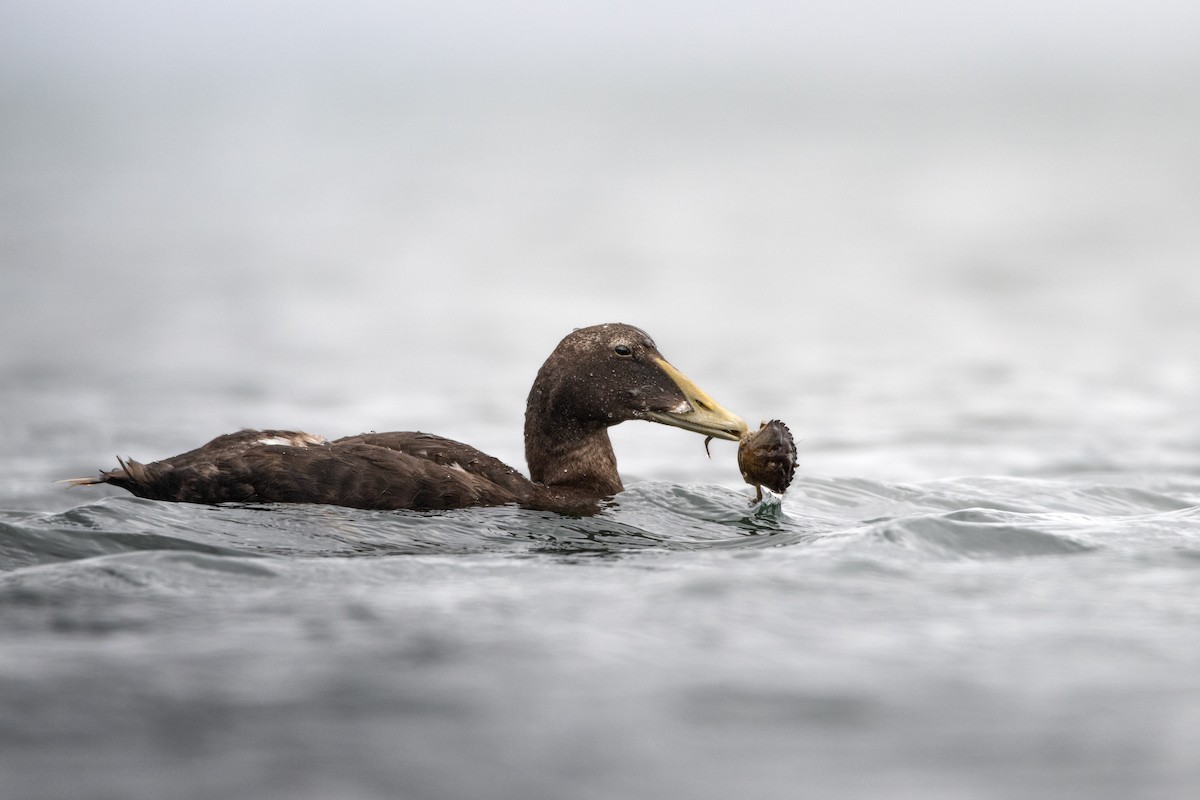 Common Eider - ML637603070