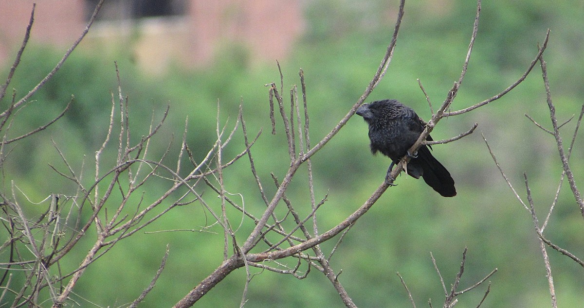 Smooth-billed Ani - ML637603082