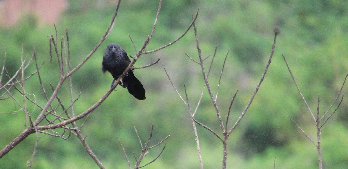 Smooth-billed Ani - ML637603085