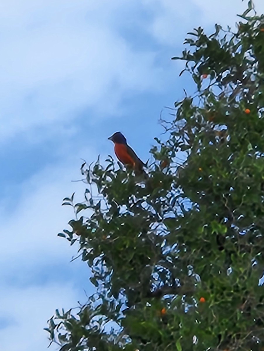 Painted Bunting - ML637603087