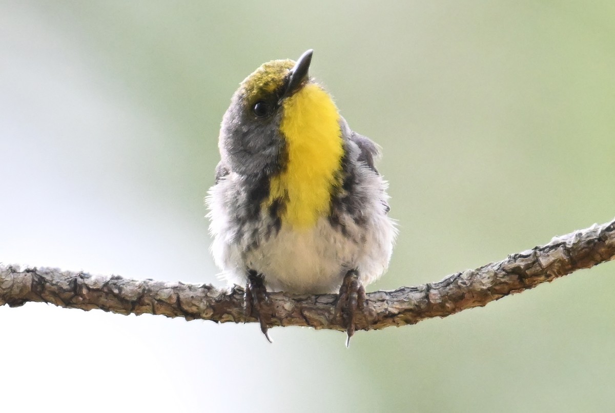 Olive-capped Warbler - ML637603124