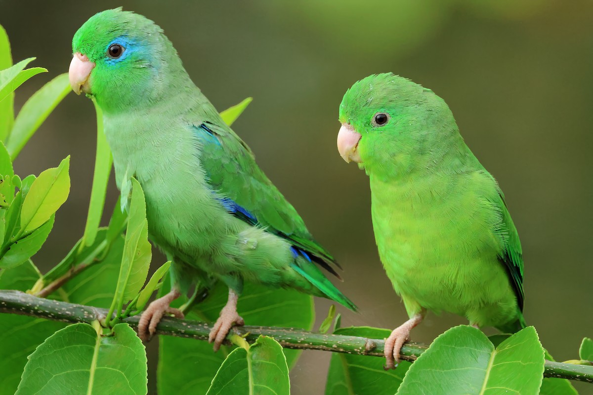 Spectacled Parrotlet - ML637603137