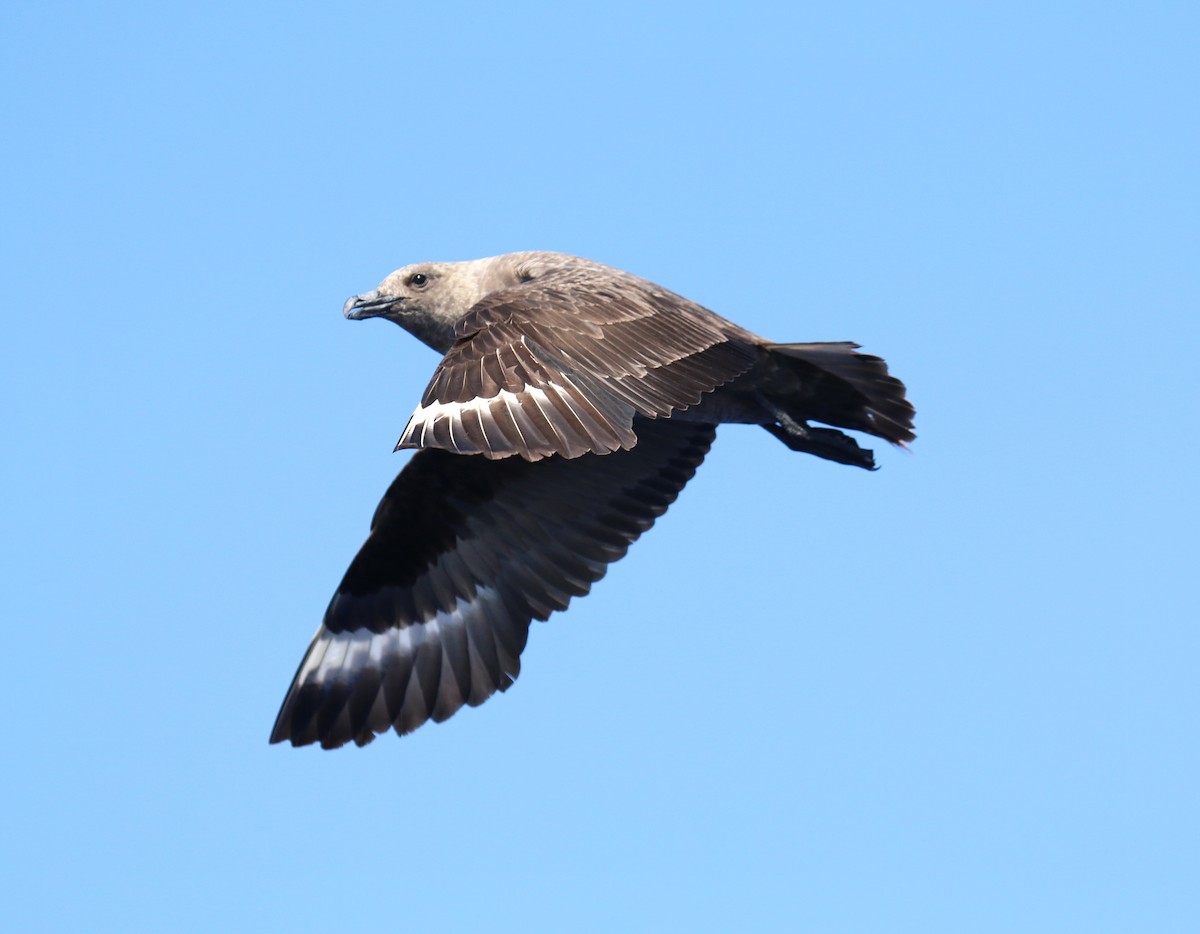 South Polar Skua - ML637603140