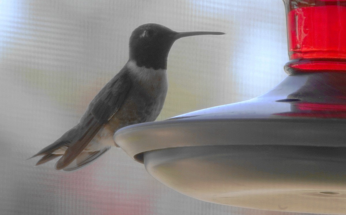 Black-chinned Hummingbird - ML637603144