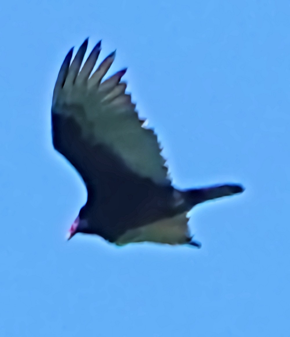 ヒメコンドル - ML637603267