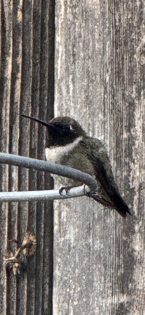 Black-chinned Hummingbird - ML637603350