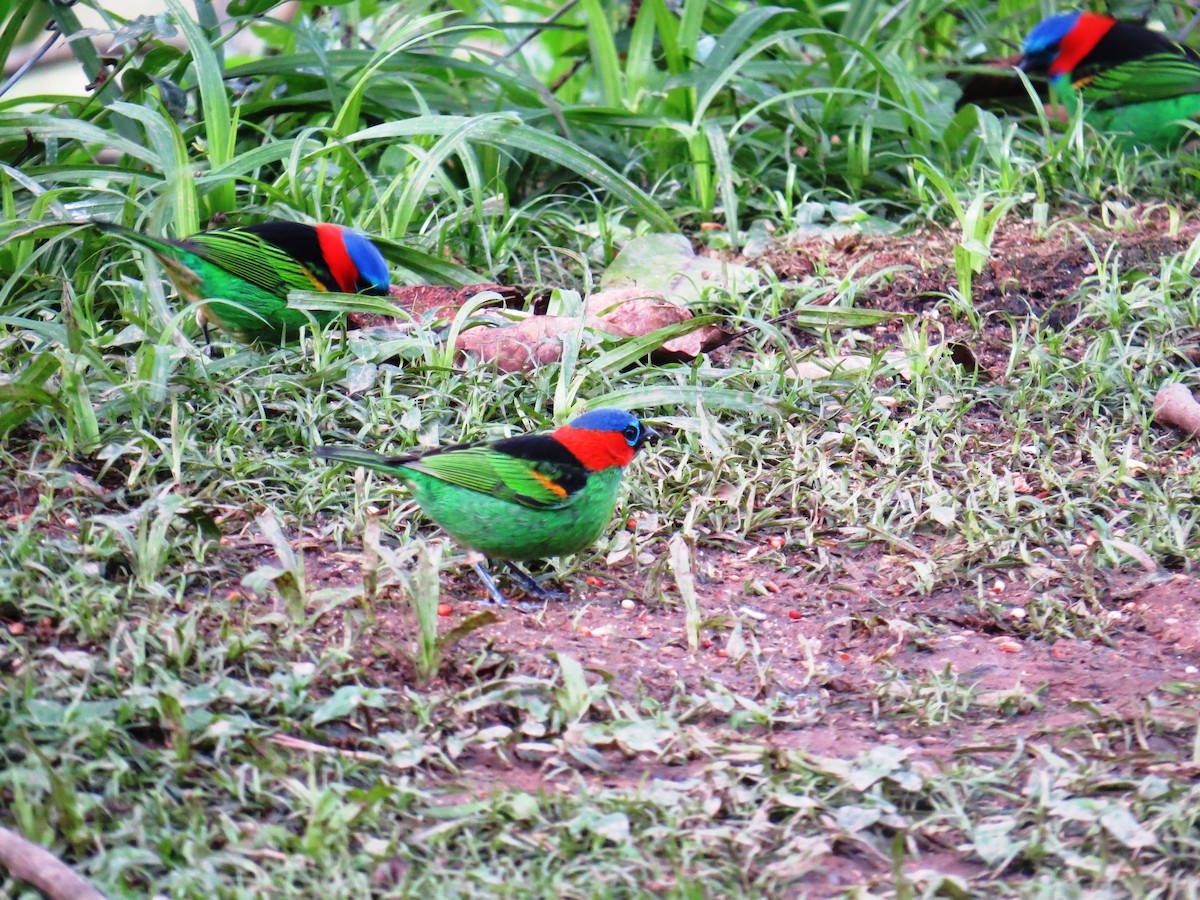 Red-necked Tanager - ML637603443