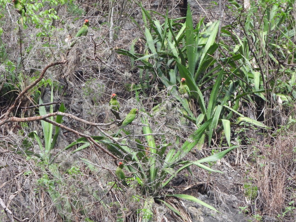 Cordilleran Parakeet - ML637603475