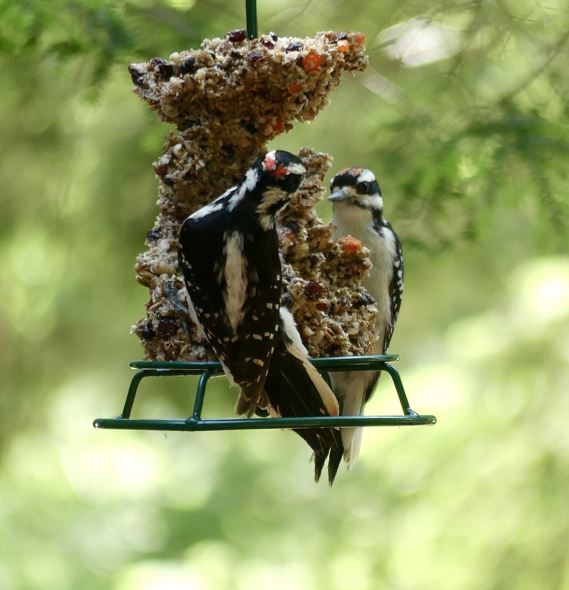 Hairy Woodpecker - ML637603477