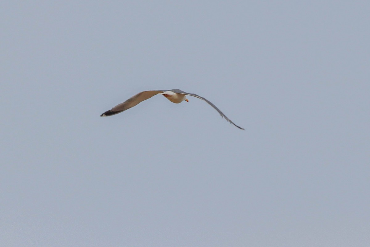 Yellow-legged Gull - ML637603502