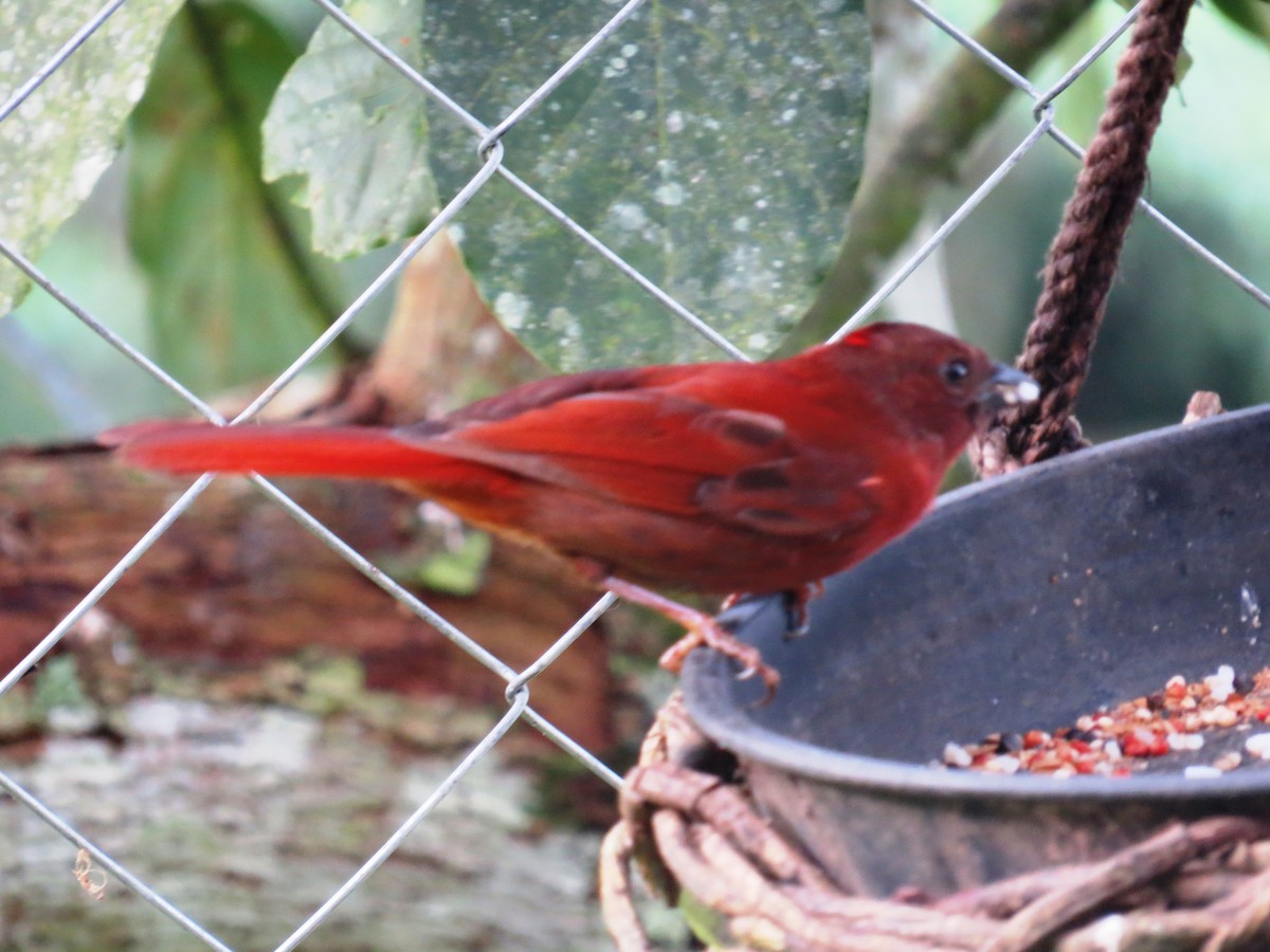 Red-crowned Ant-Tanager - ML637603512