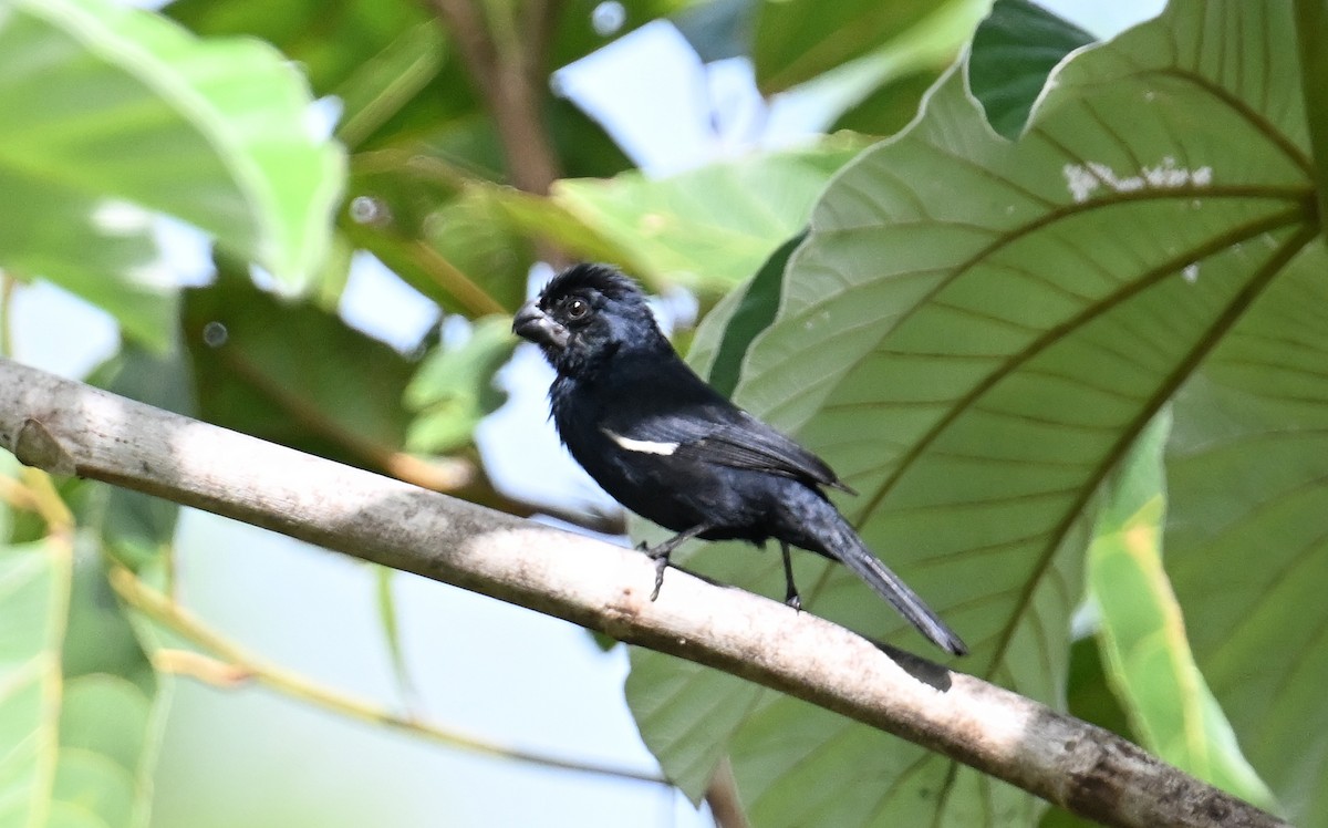 Cuban Bullfinch - ML637603517