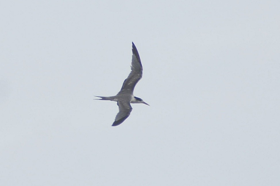 Great Crested Tern - ML637603530