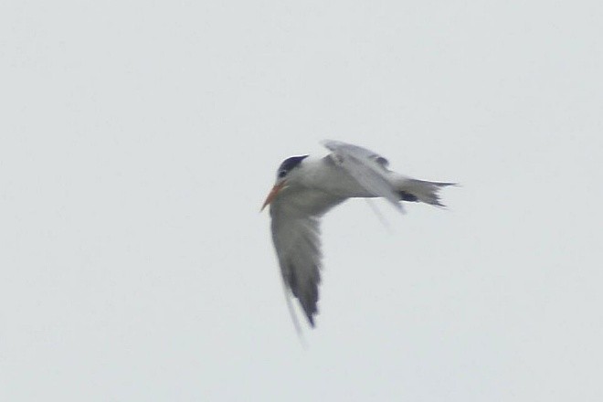 Lesser Crested Tern - ML637603541
