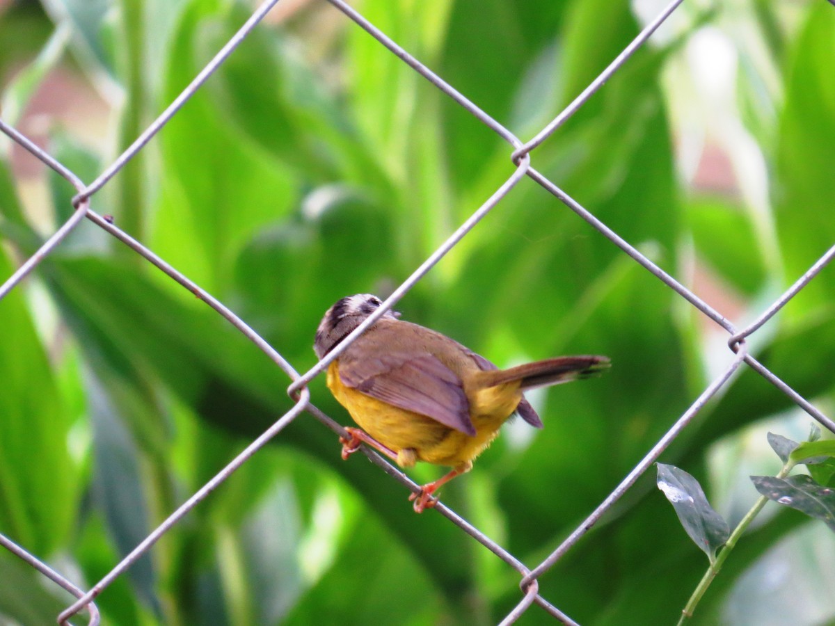 Golden-crowned Warbler - ML637603553