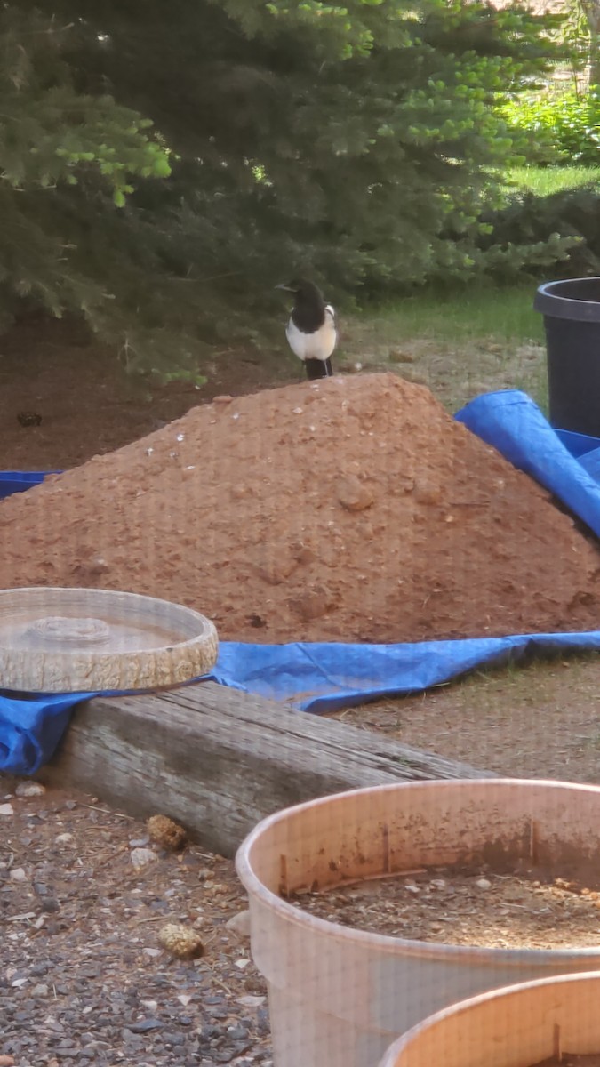 Black-billed Magpie - ML637603560