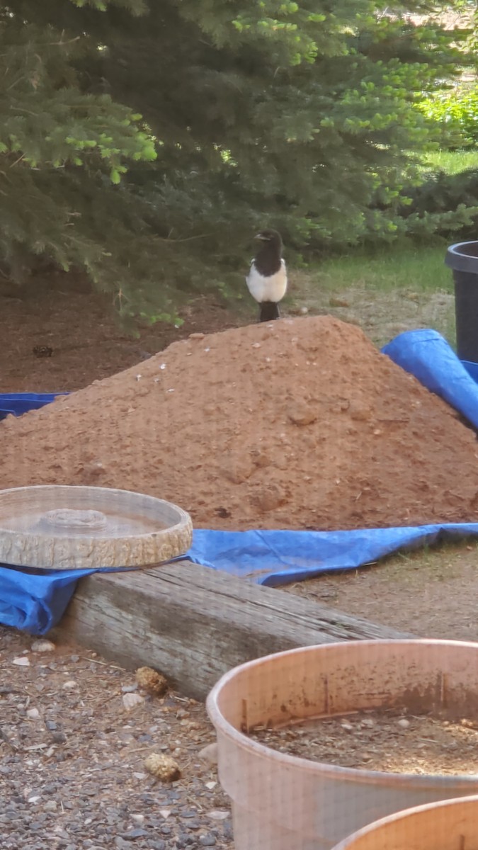 Black-billed Magpie - ML637603561