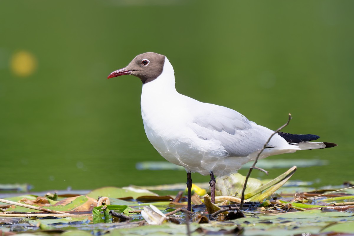 Black-headed Gull - ML637603574