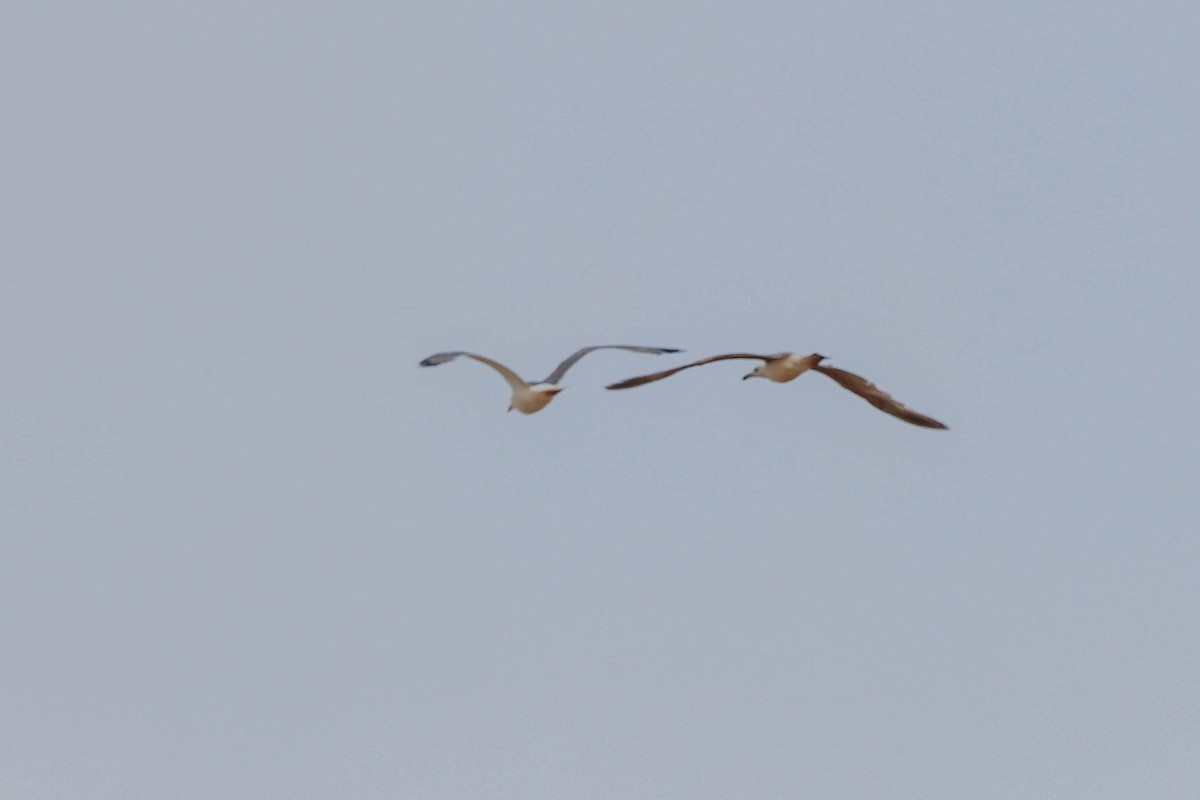 Yellow-legged Gull - ML637603577