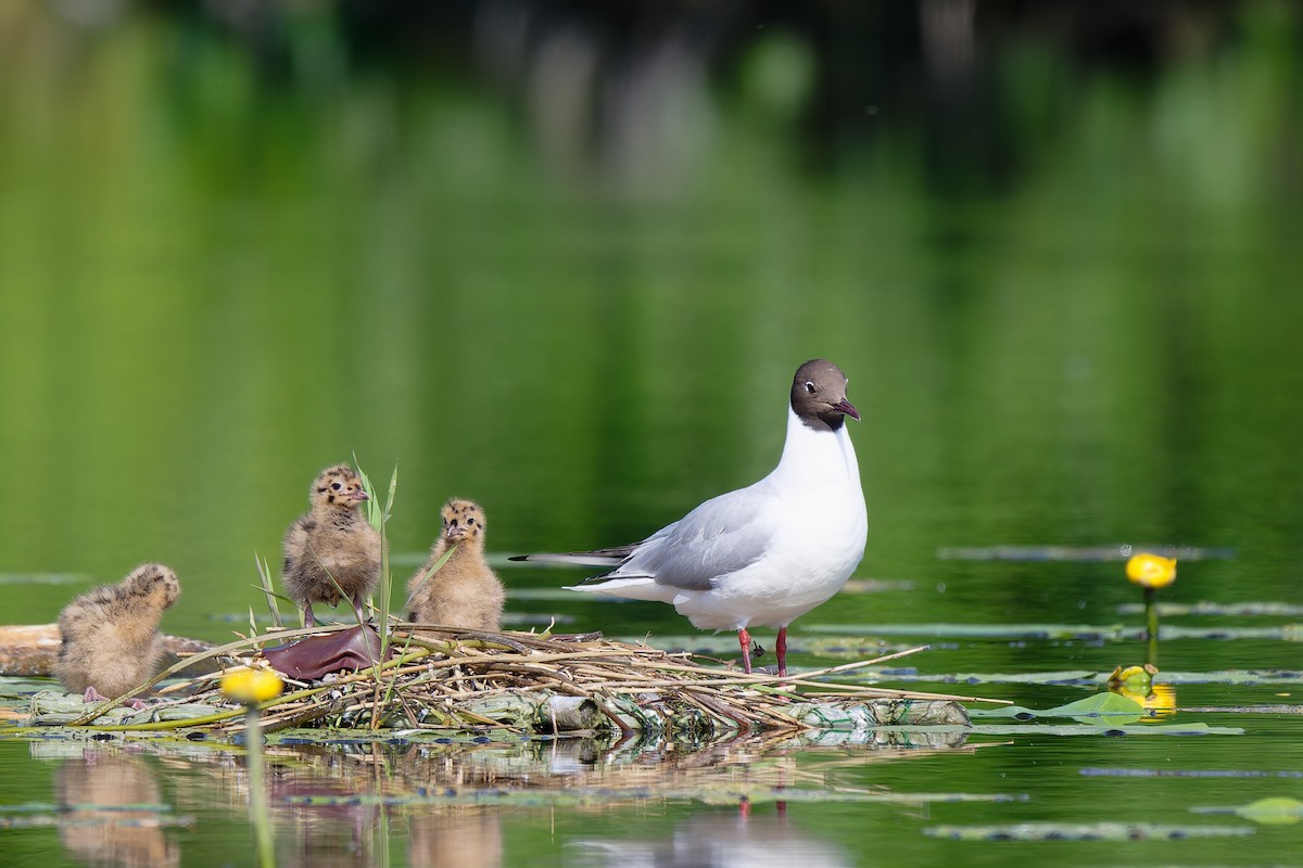 Black-headed Gull - ML637603579