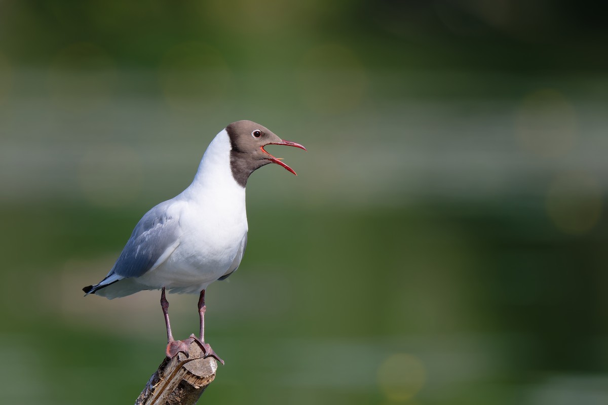 Black-headed Gull - ML637603581