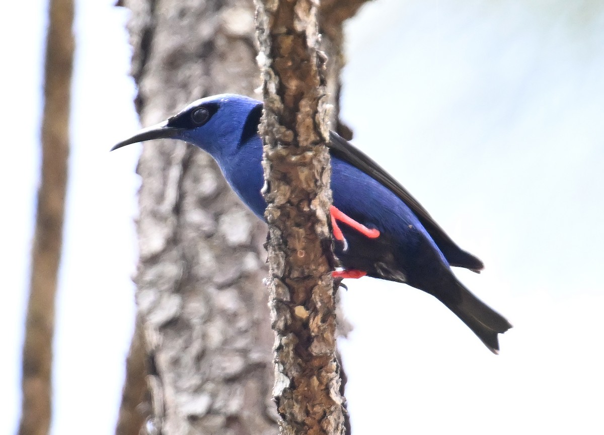 Red-legged Honeycreeper - ML637603588