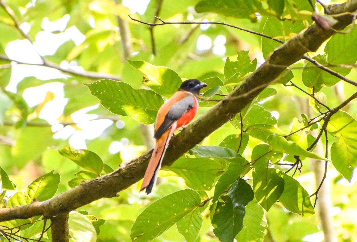 Malabar Trogon - ML637603590