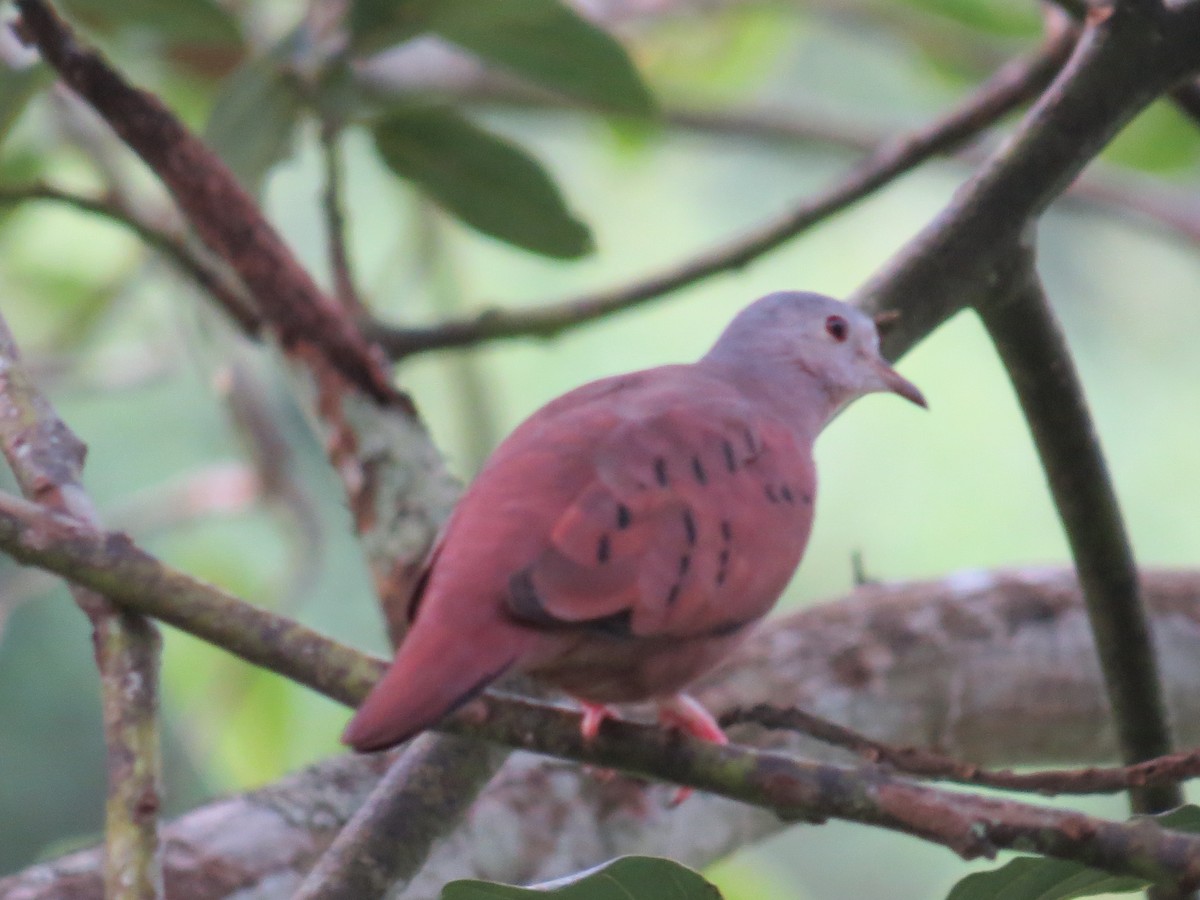 Ruddy Ground Dove - ML637603593