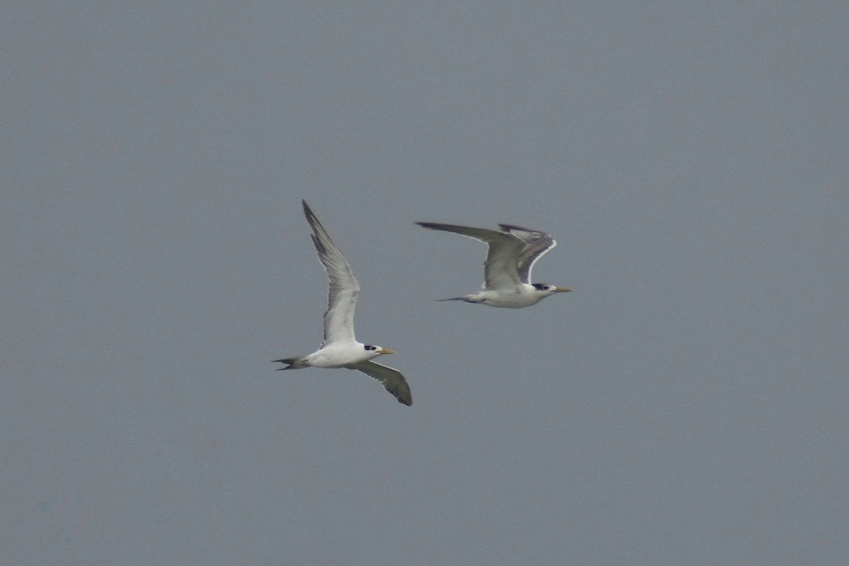 Great Crested Tern - ML637603641
