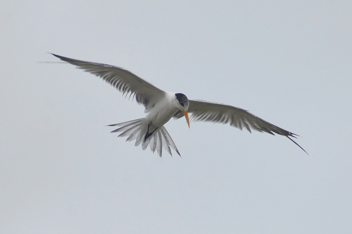 Lesser Crested Tern - ML637603646