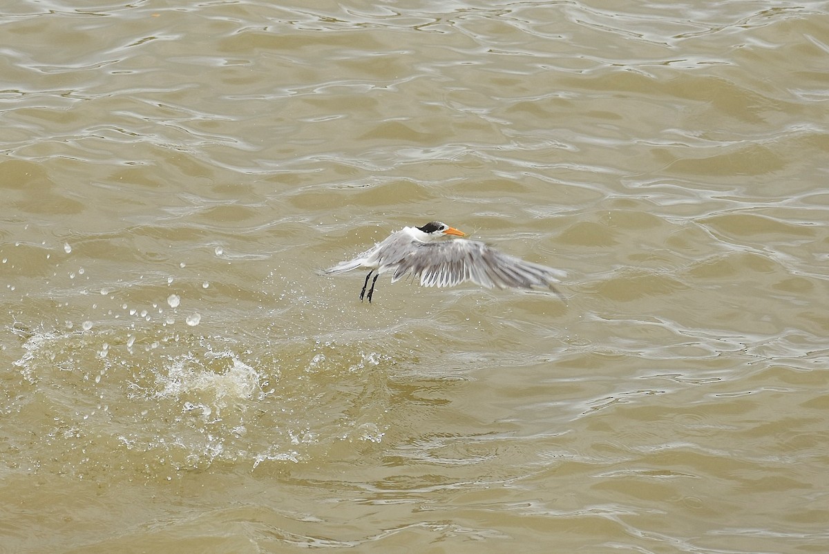 Lesser Crested Tern - ML637603652