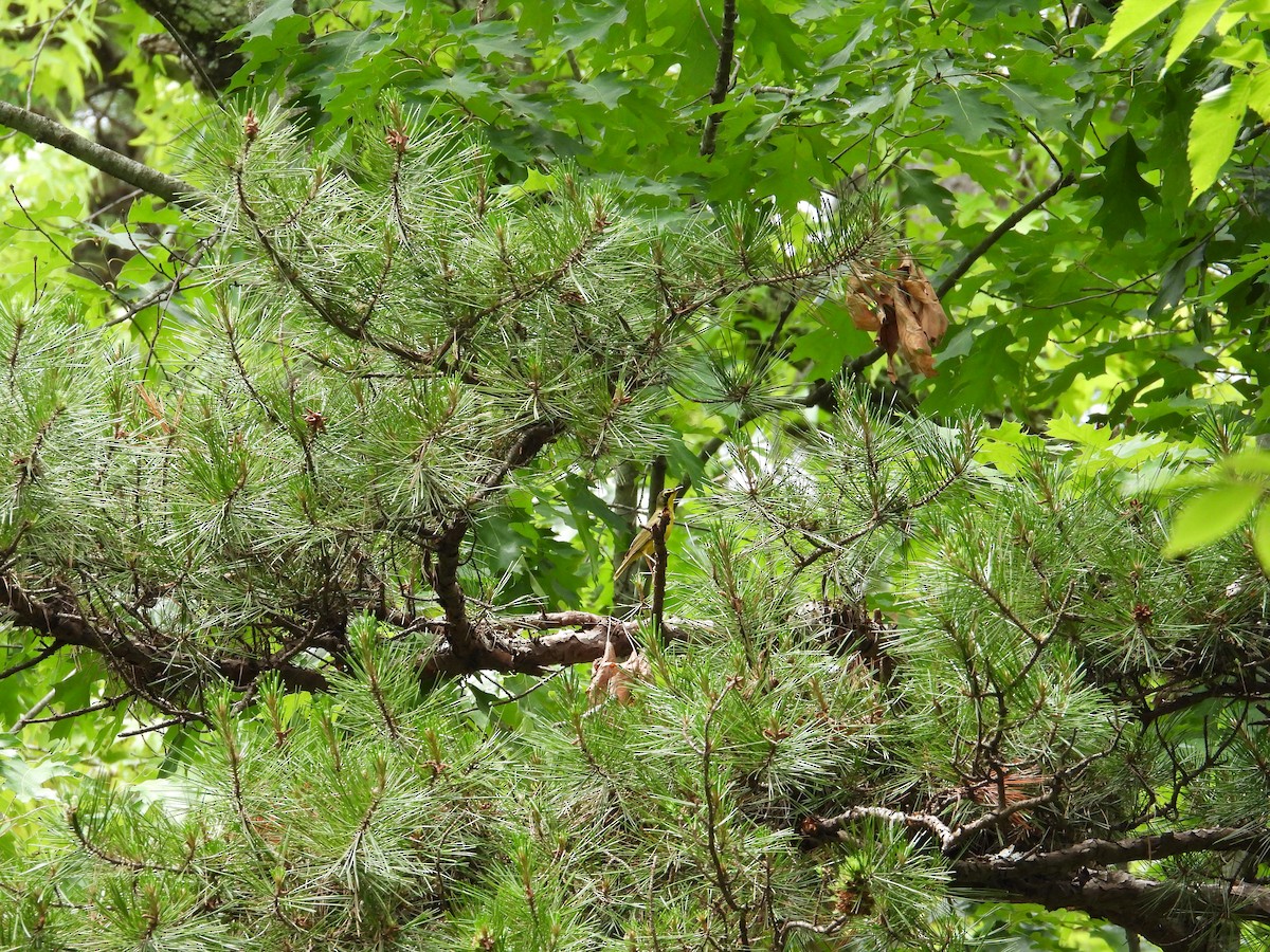Kentucky Warbler - ML637603662