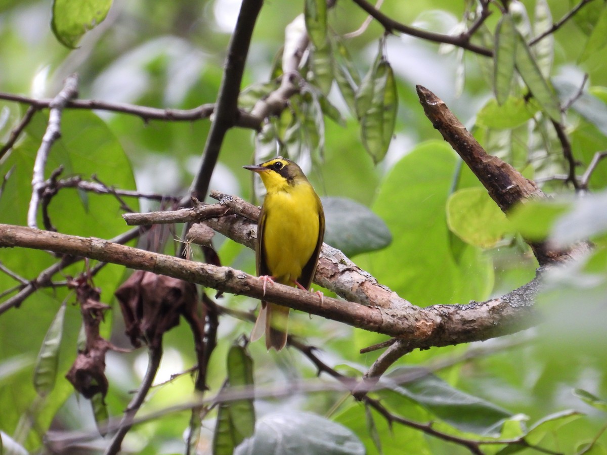 Kentucky Warbler - ML637603666