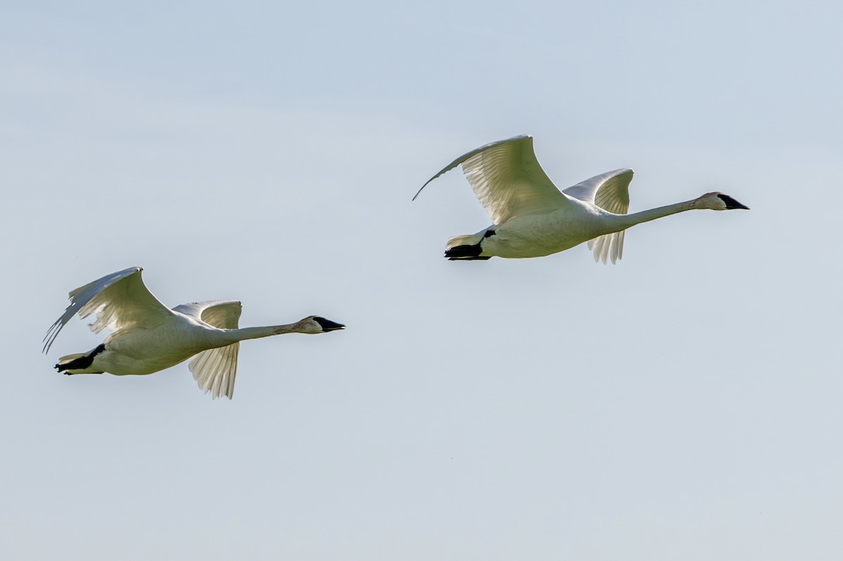 Trumpeter Swan - ML637603678