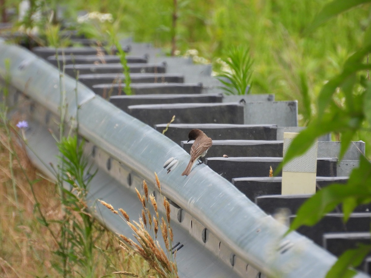 Eastern Phoebe - ML637603752