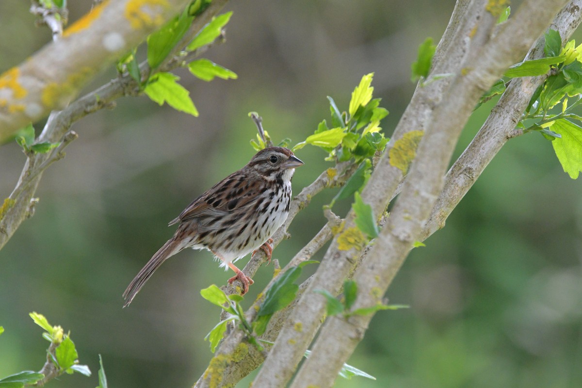 Song Sparrow - ML637603774