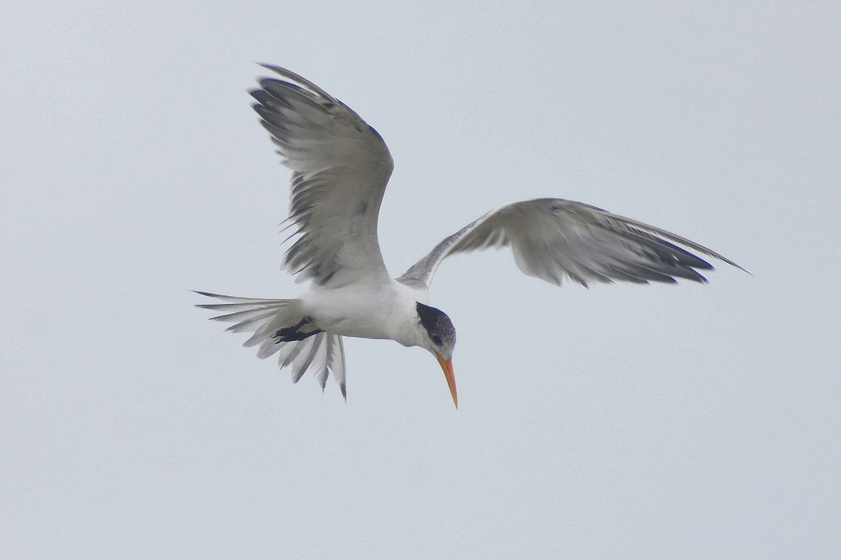 Lesser Crested Tern - ML637603812