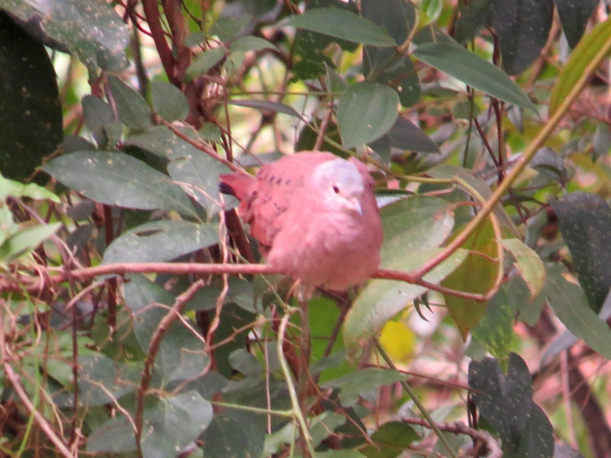 Ruddy Ground Dove - ML637603874