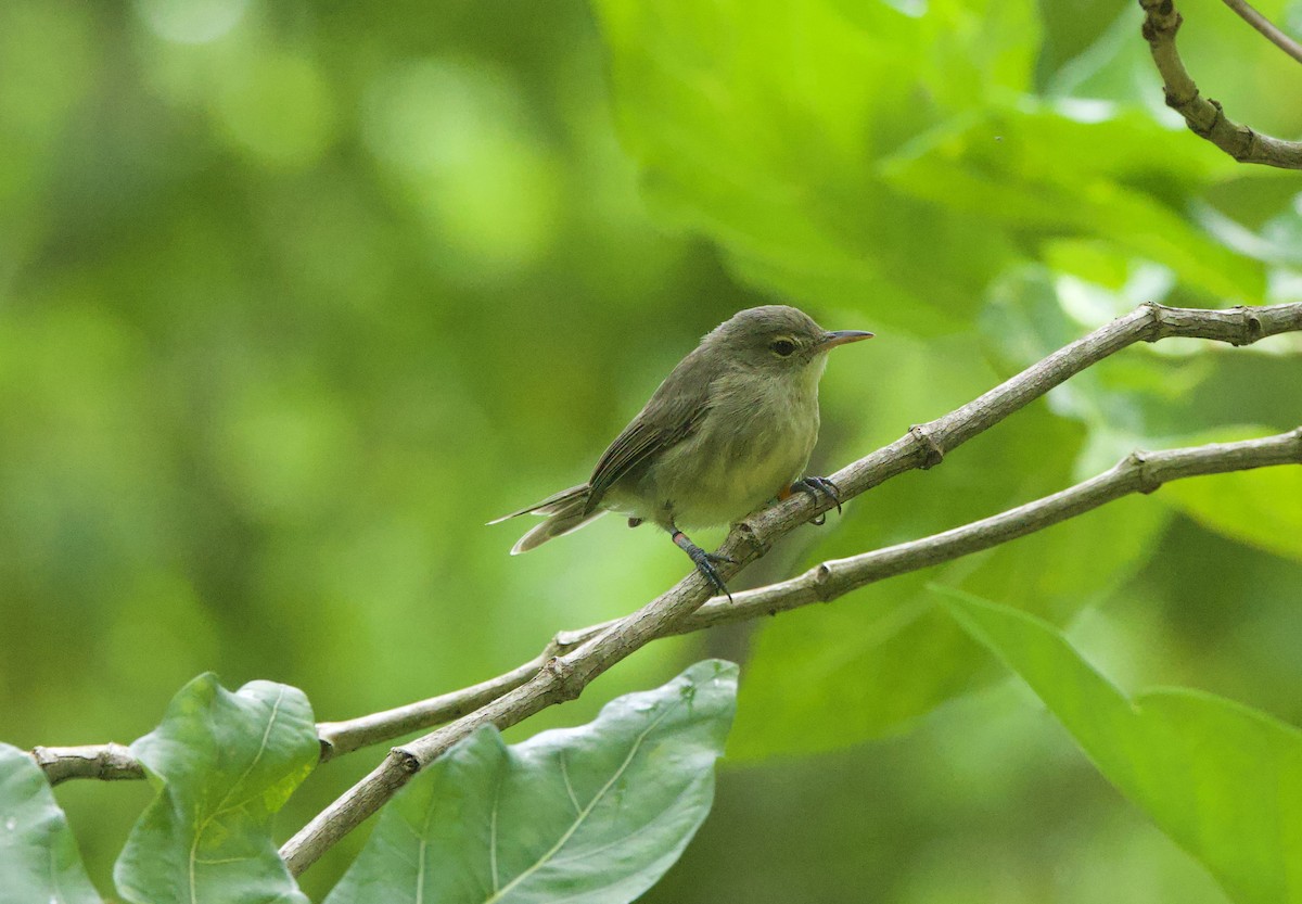 Seychelles Warbler - ML637603900