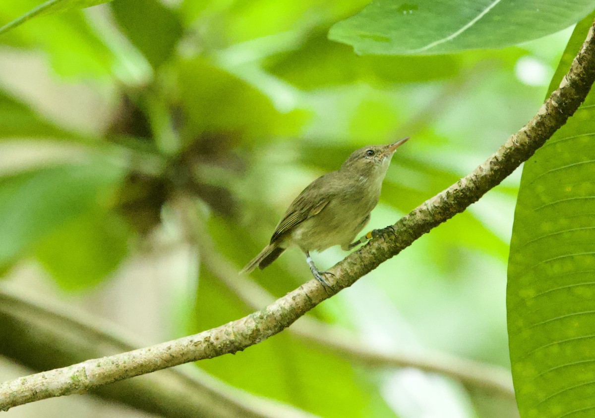 Seychelles Warbler - ML637603906