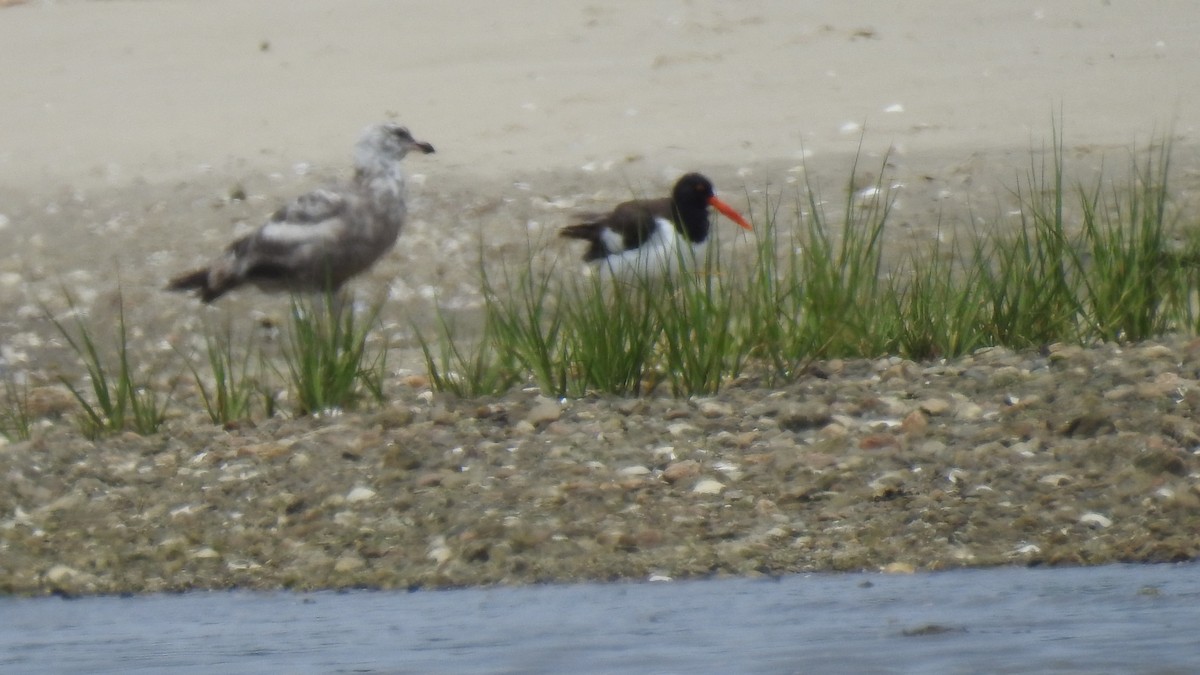 Great Black-backed Gull - ML637603947