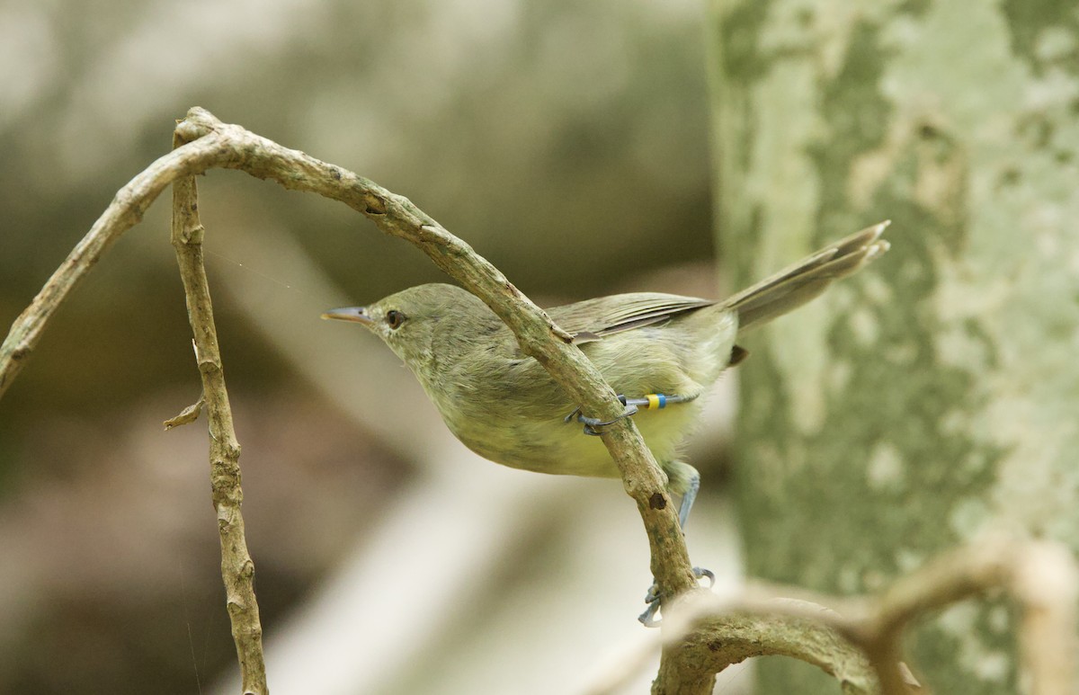 Seychelles Warbler - ML637603957