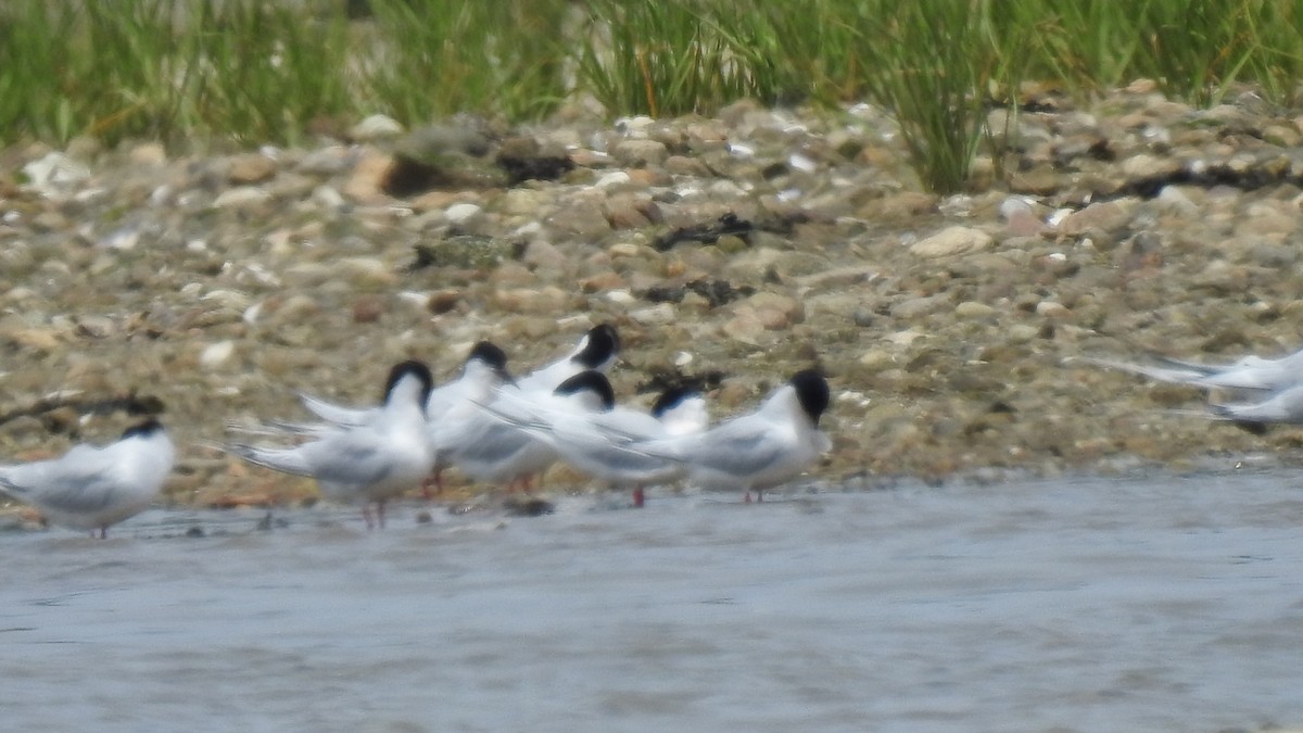 Roseate Tern - ML637603963