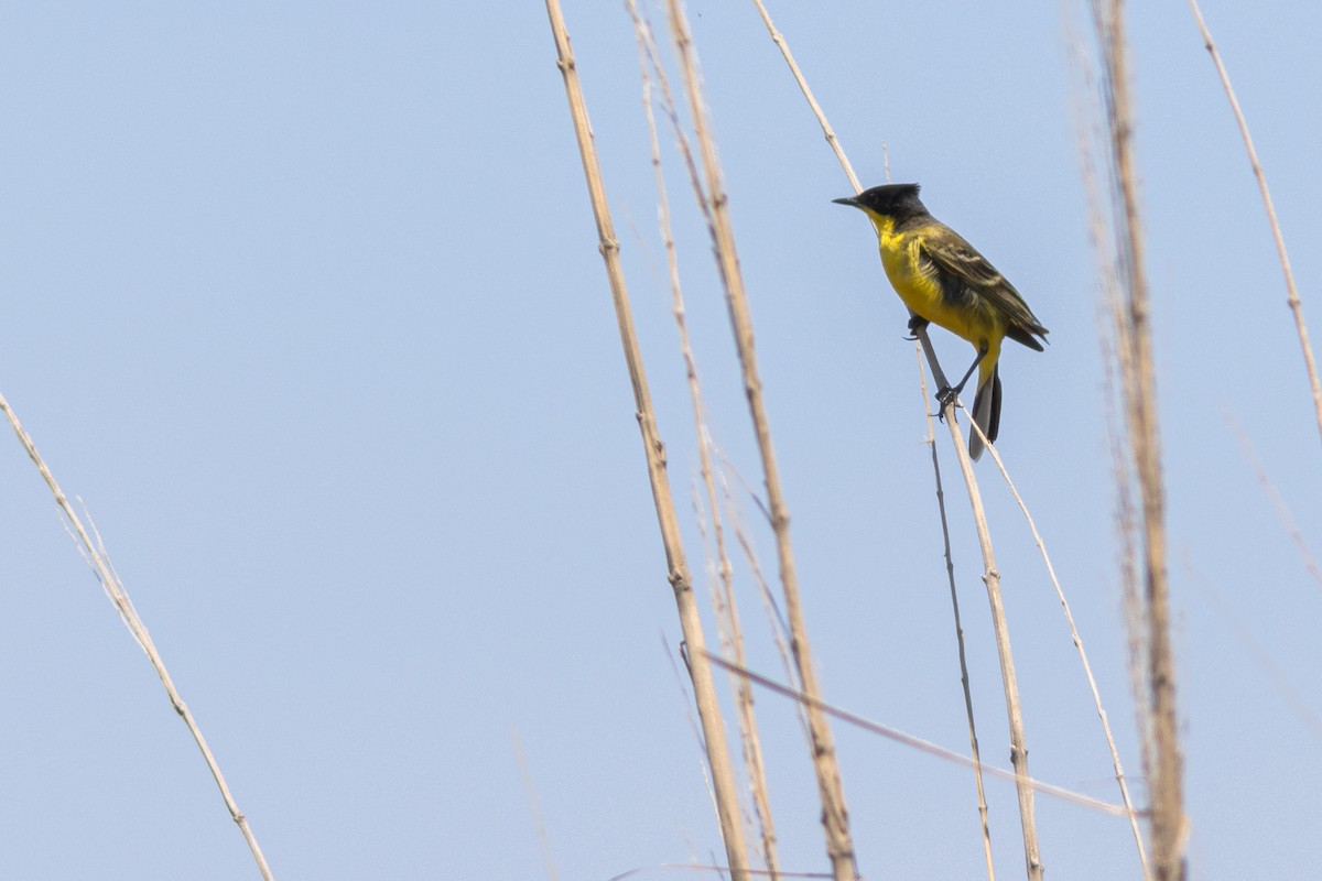 Western Yellow Wagtail (feldegg) - ML637603966