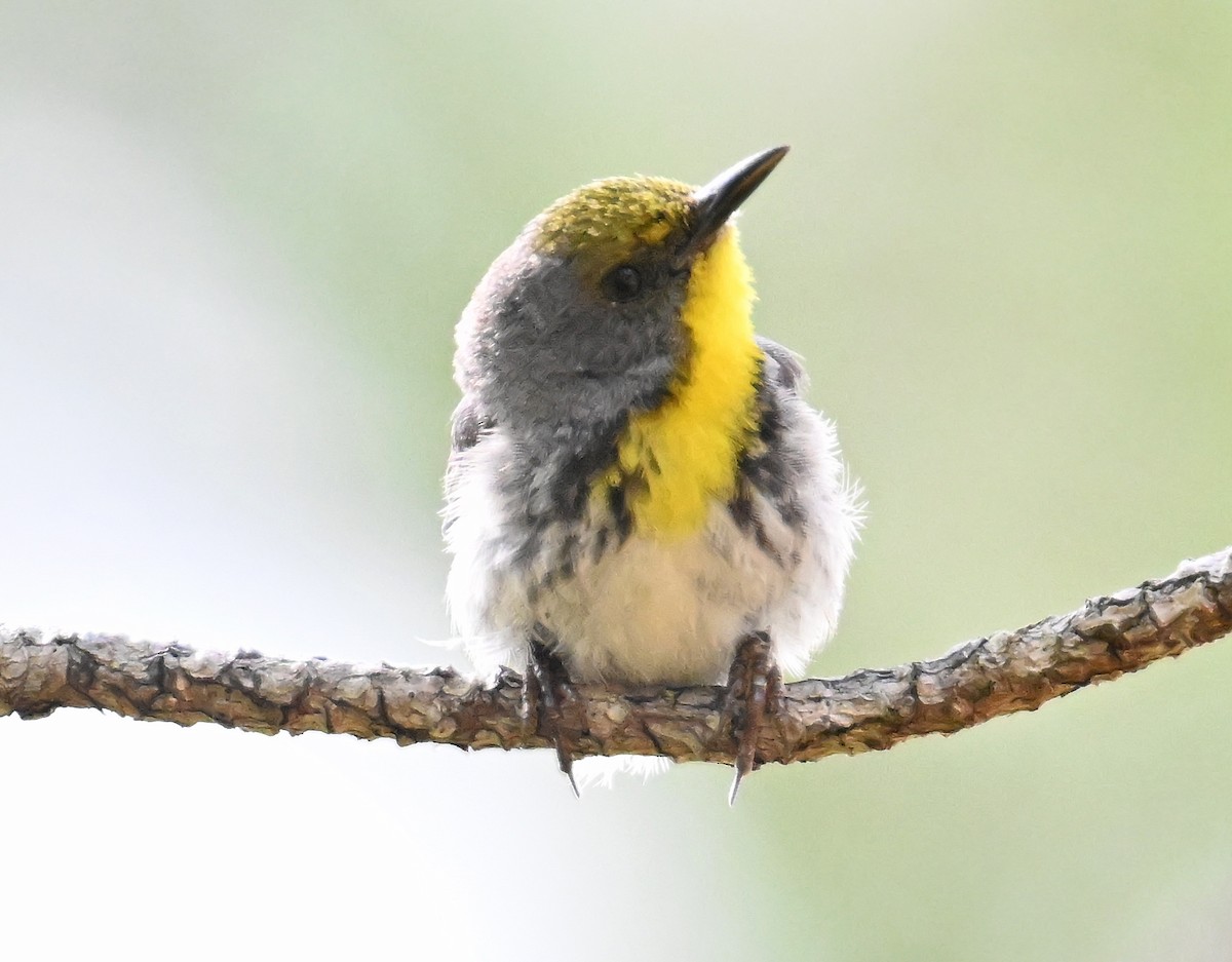 Olive-capped Warbler - ML637603973