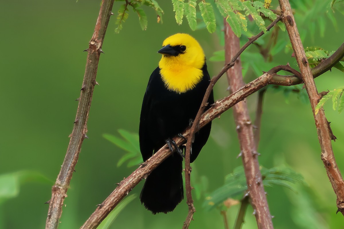 Yellow-hooded Blackbird - ML637603984
